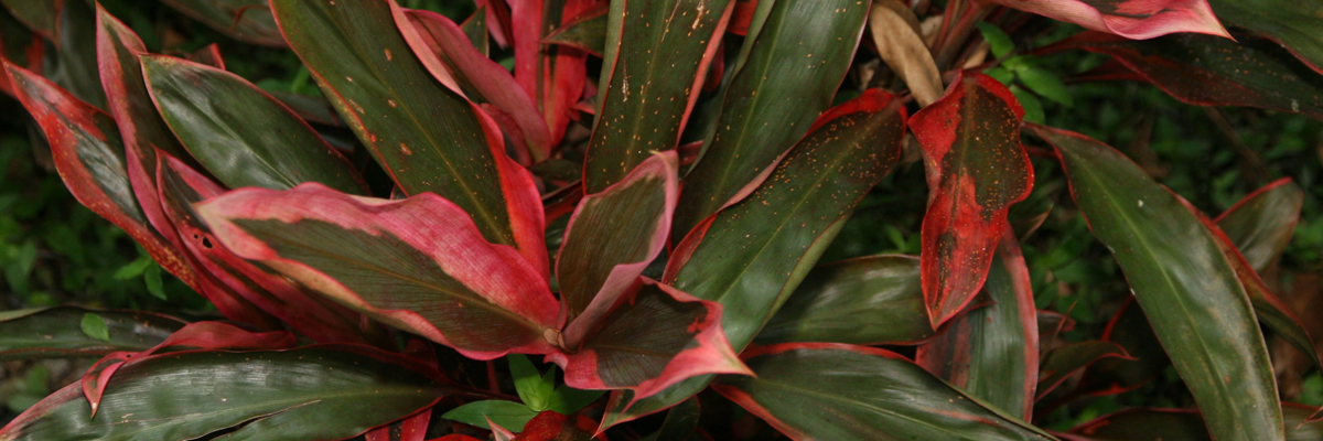 Cabbage Palm